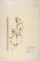 鼠麴草藏品圖，第1張