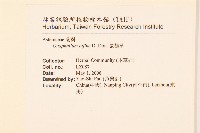 鼠麴草藏品圖，第2張