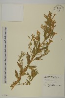 地膚、掃手草藏品圖，第1張