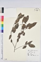 登錄號:S132570藏品圖，第1張