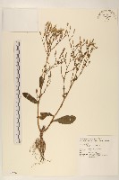 多頭苦菜、野剪刀股藏品圖，第1張