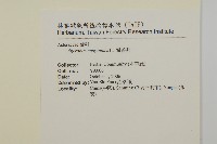 霍香薊藏品圖，第2張