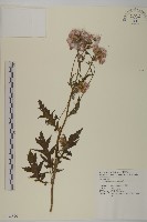 昭和草藏品圖，第1張