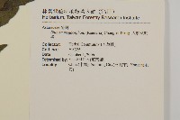 大頭艾納香藏品圖，第2張