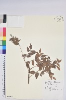 米飯花藏品圖，第1張