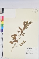 鐵莧菜藏品圖，第1張