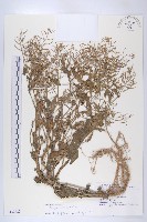 葶藶藏品圖，第1張