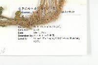 葶藶藏品圖，第2張