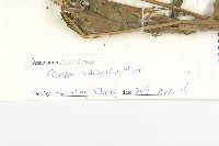 葶藶藏品圖，第3張