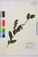 鈍齒鼠李藏品圖，第1張