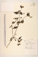 登錄號:S132639藏品圖，第1張