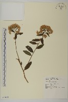 山白蘭藏品圖，第1張