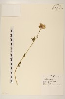 華澤蘭藏品圖，第1張