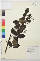 勾兒茶藏品圖，第1張