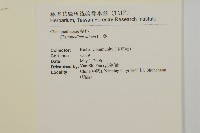 藜、灰藜藏品圖，第2張