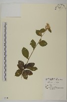 裂葉艾納香藏品圖，第1張