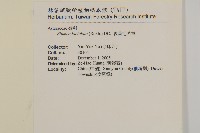 裂葉艾納香藏品圖，第2張