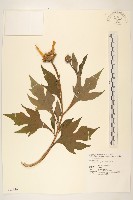 王爺葵、五瓜金英藏品圖，第1張