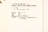 王爺葵、五瓜金英藏品圖，第2張