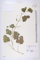 香瓜、甜瓜、黃瓜仔藏品圖，第1張