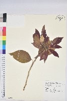 聖誕紅、一品紅藏品圖，第1張