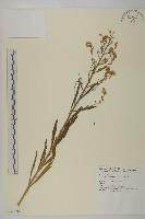 加拿大蓬藏品圖，第1張