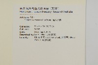 加拿大蓬藏品圖，第2張