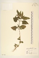 豨簽藏品圖，第1張