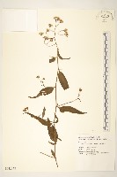 蔓黃菀藏品圖，第1張