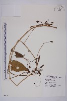 甕菜、空心菜藏品圖，第1張