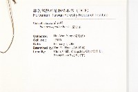 甕菜、空心菜藏品圖，第2張