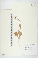 油菜藏品圖，第1張