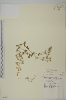 登錄號:S132695藏品圖，第1張