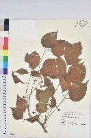 重陽木藏品圖，第1張