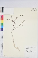 小返魂藏品圖，第1張