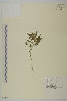 小葉藜藏品圖，第1張