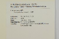 小葉藜藏品圖，第2張