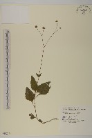 下田菊藏品圖，第1張