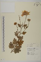 登錄號:S132719藏品圖，第1張