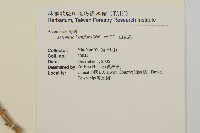 角菜、珍珠菜藏品圖，第2張