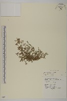 石胡荽、吐金草藏品圖，第1張