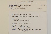 石胡荽、吐金草藏品圖，第2張