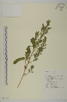 登錄號:S132730藏品圖，第1張