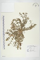 薺藏品圖，第1張