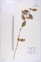 胡頹子藏品圖，第1張