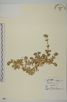 簇生卷耳藏品圖，第1張