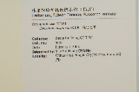 簇生卷耳藏品圖，第2張