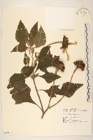 王爺葵、五瓜金英藏品圖，第1張