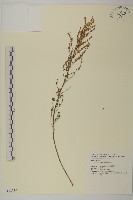 南艾蒿藏品圖，第1張