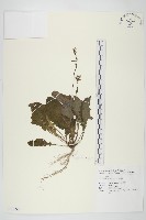 黃鵪菜藏品圖，第1張